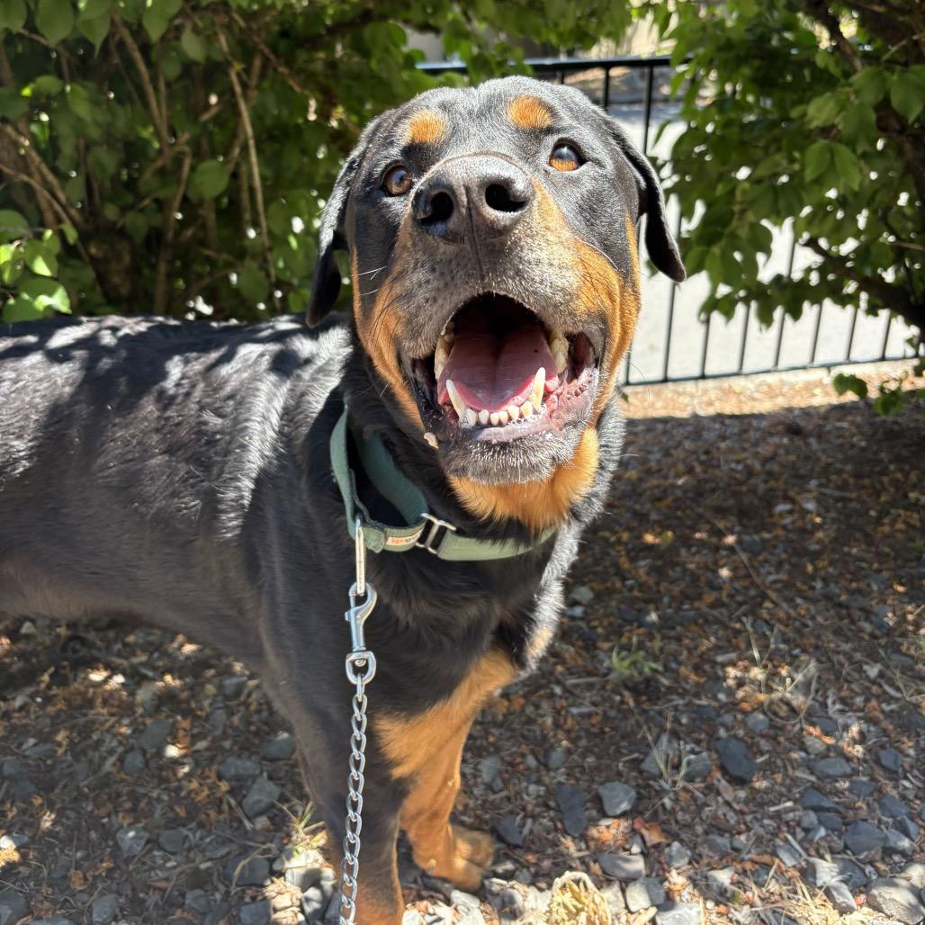 Bear, Adoptable, Adult Male Rottweiler.