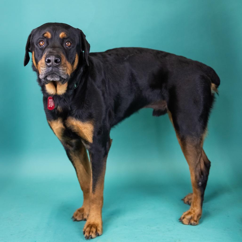 Enlarge Bear, a Adoptable Rottweiler in Portland, OR image 1/1