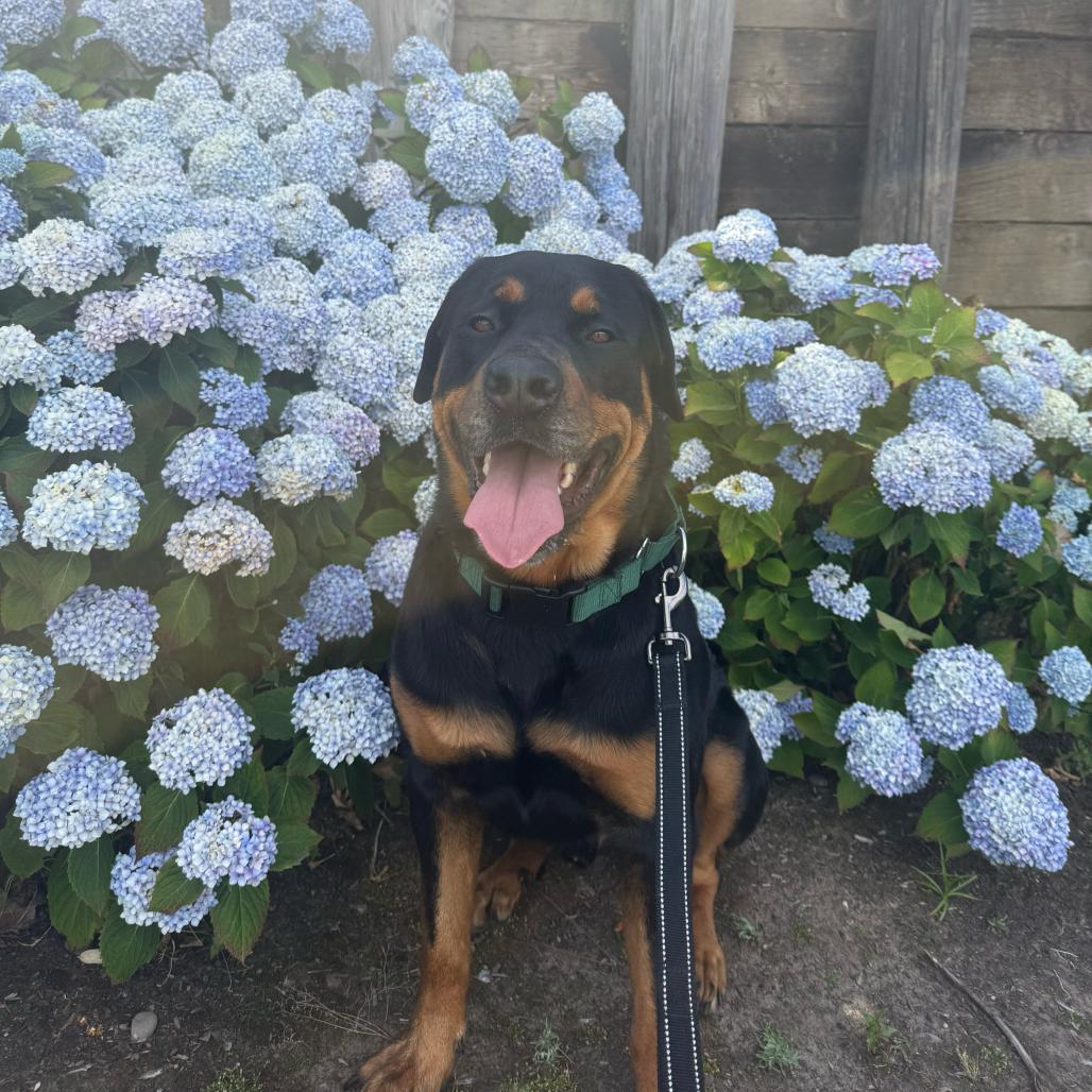 Enlarge Bear, a Adoptable Rottweiler in Portland, OR image 3/4