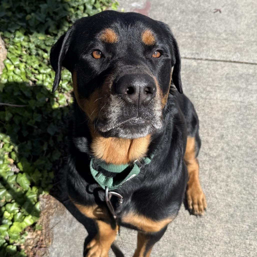Enlarge Bear, a Adoptable Rottweiler in Portland, OR image 4/4