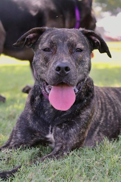 Enlarge Sadie, a Adoptable mixed breed in Irving, TX image 1/1