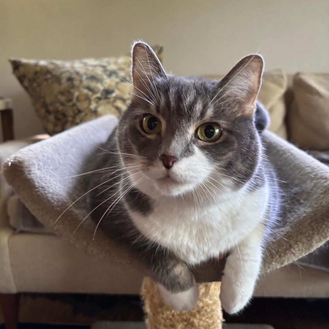 Celeste, Adoptable, Adult Female Domestic Short Hair & Tabby.