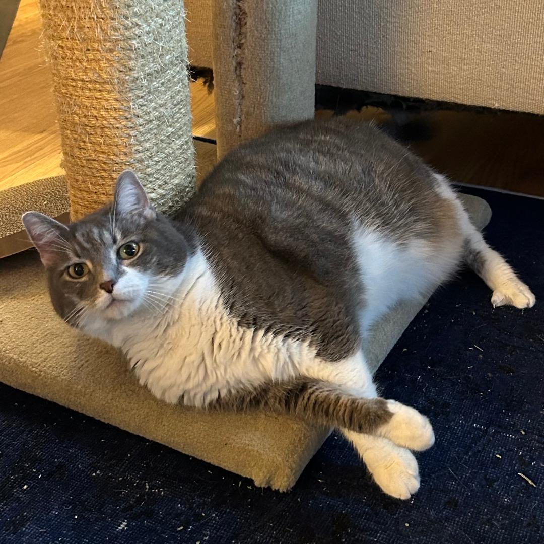 Celeste, a Adoptable mixed breed in Arlington, VA image 2/3