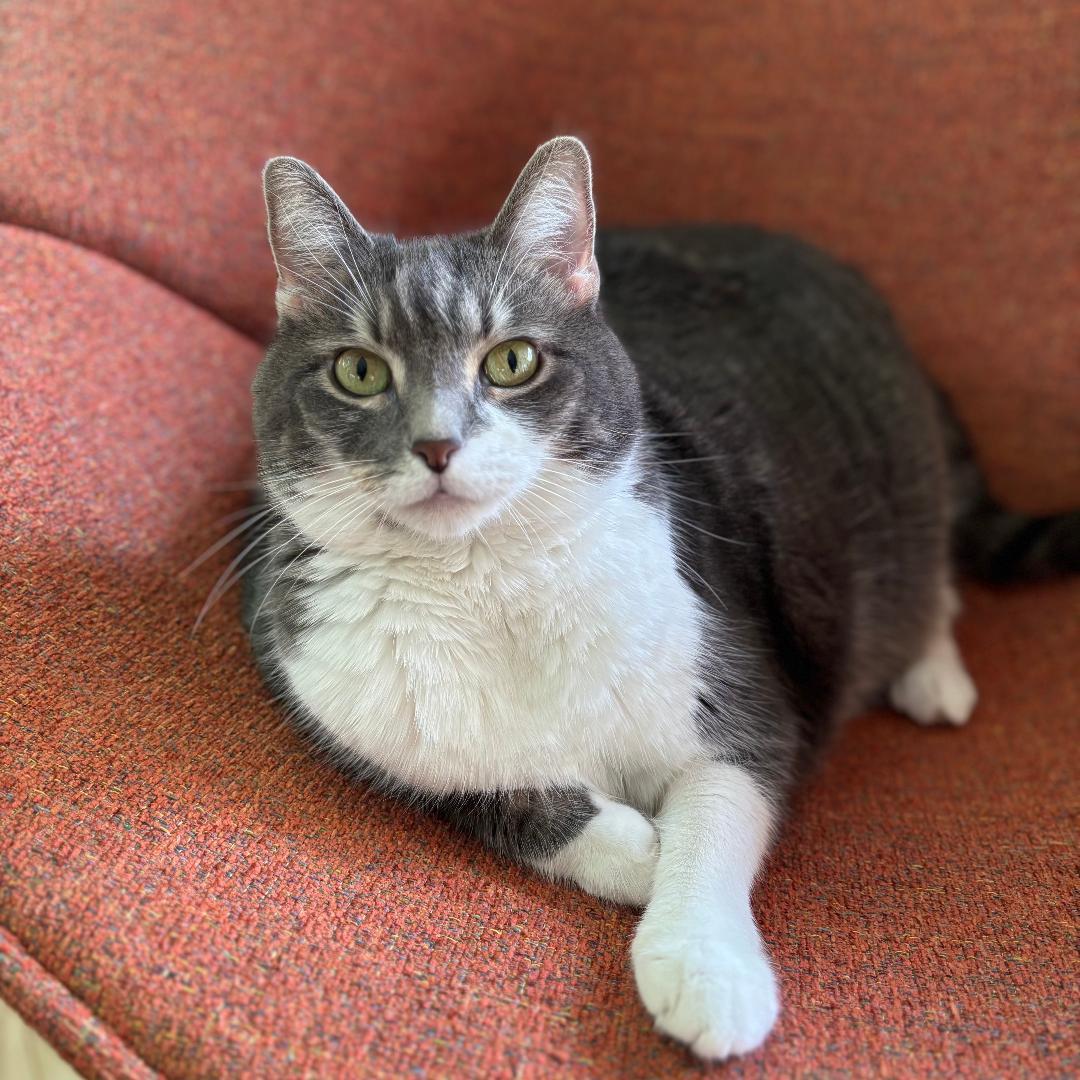 Celeste, a Adoptable mixed breed in Arlington, VA image 3/3