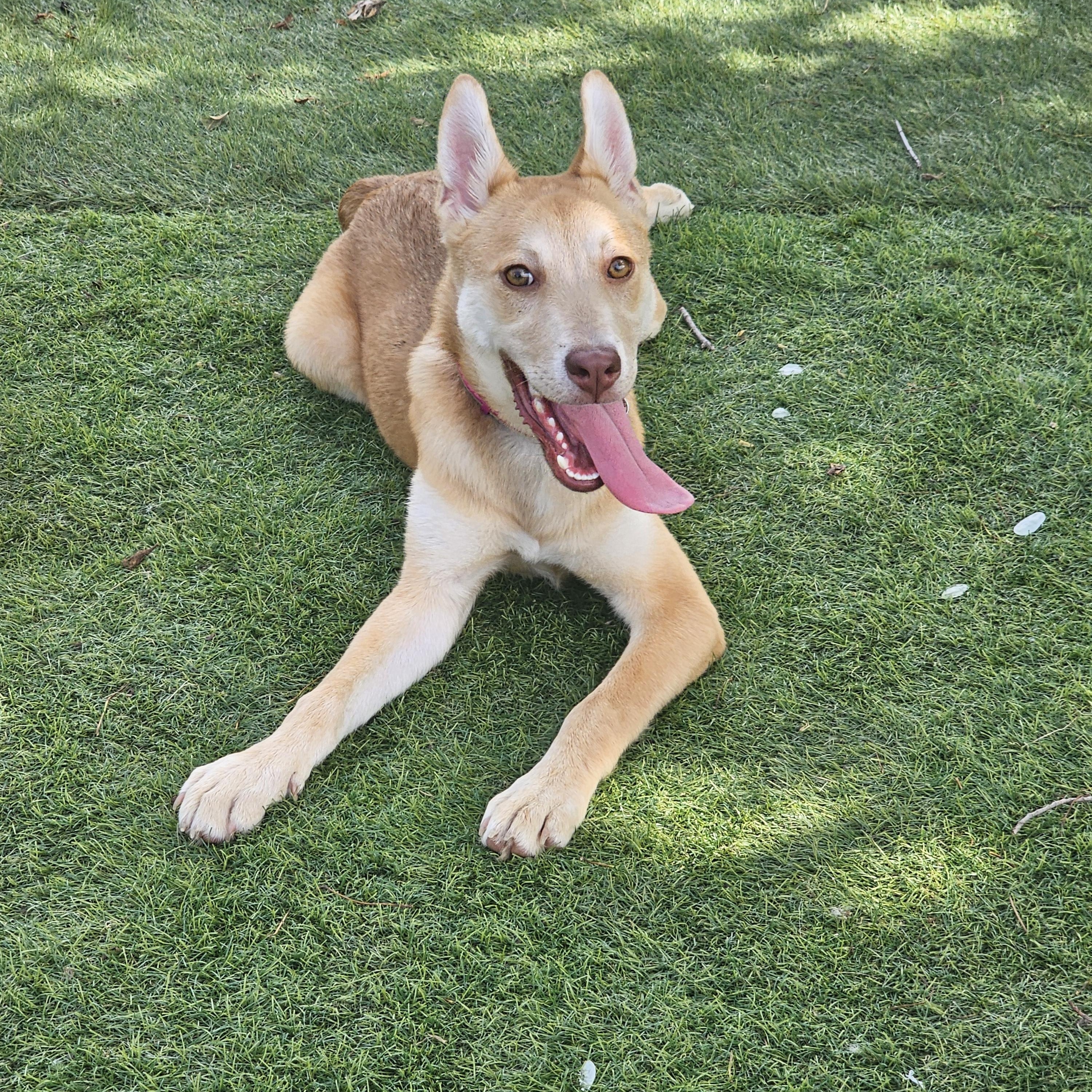 Kodiak, an adoptable German Shepherd Dog, Labrador Retriever in White Bear Lake, MN, 55110 | Photo Image 1