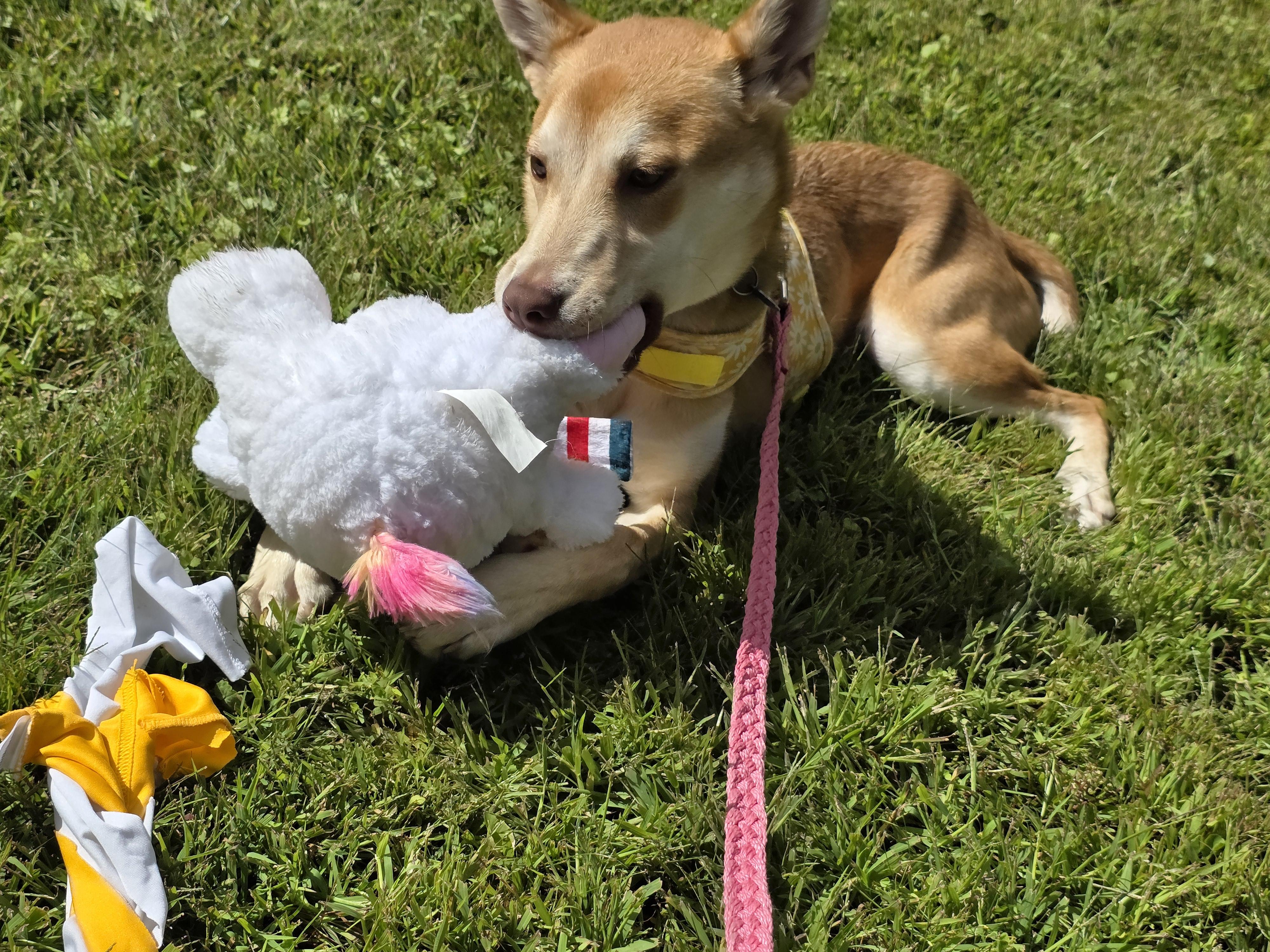 Kodiak, an adoptable German Shepherd Dog, Labrador Retriever in White Bear Lake, MN, 55110 | Photo Image 4