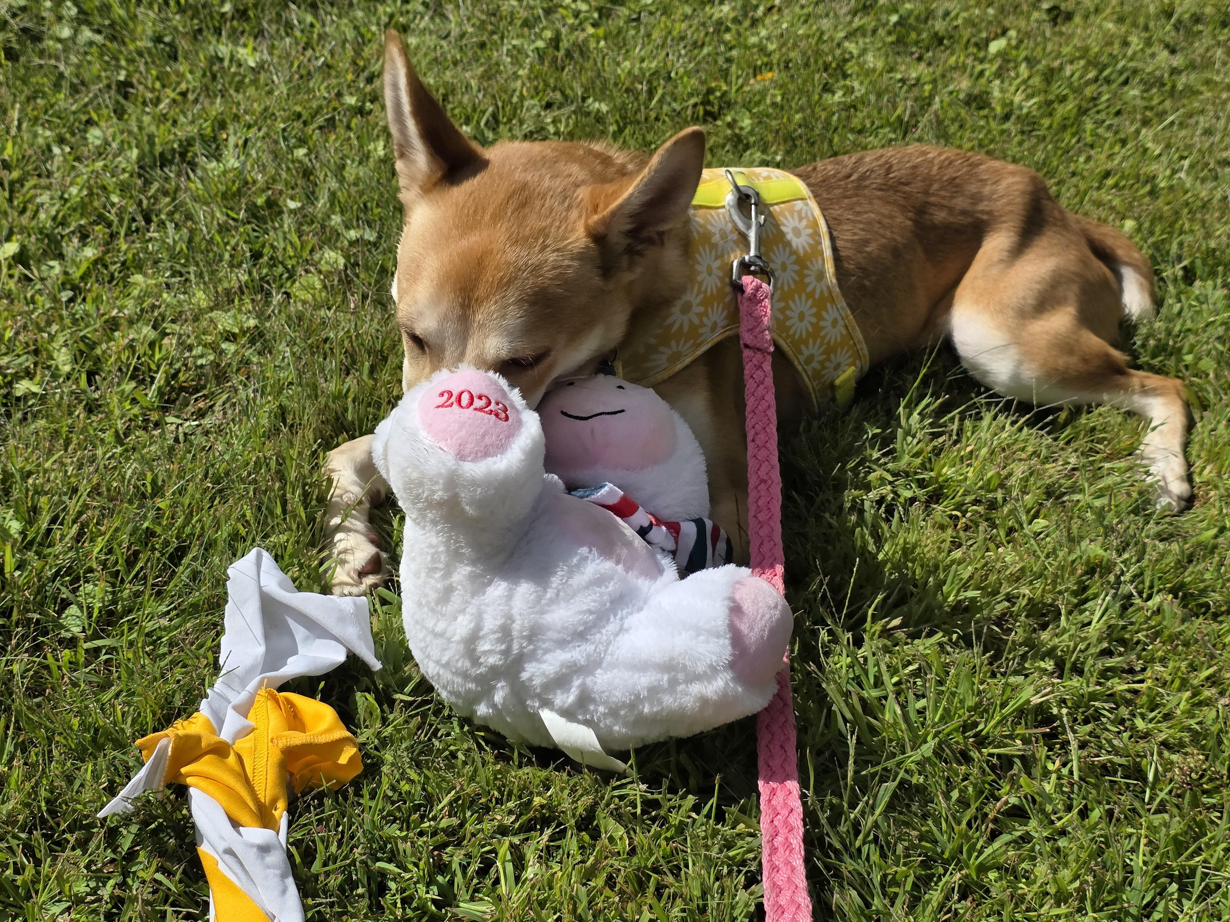 Kodiak, an adoptable German Shepherd Dog, Labrador Retriever in White Bear Lake, MN, 55110 | Photo Image 5