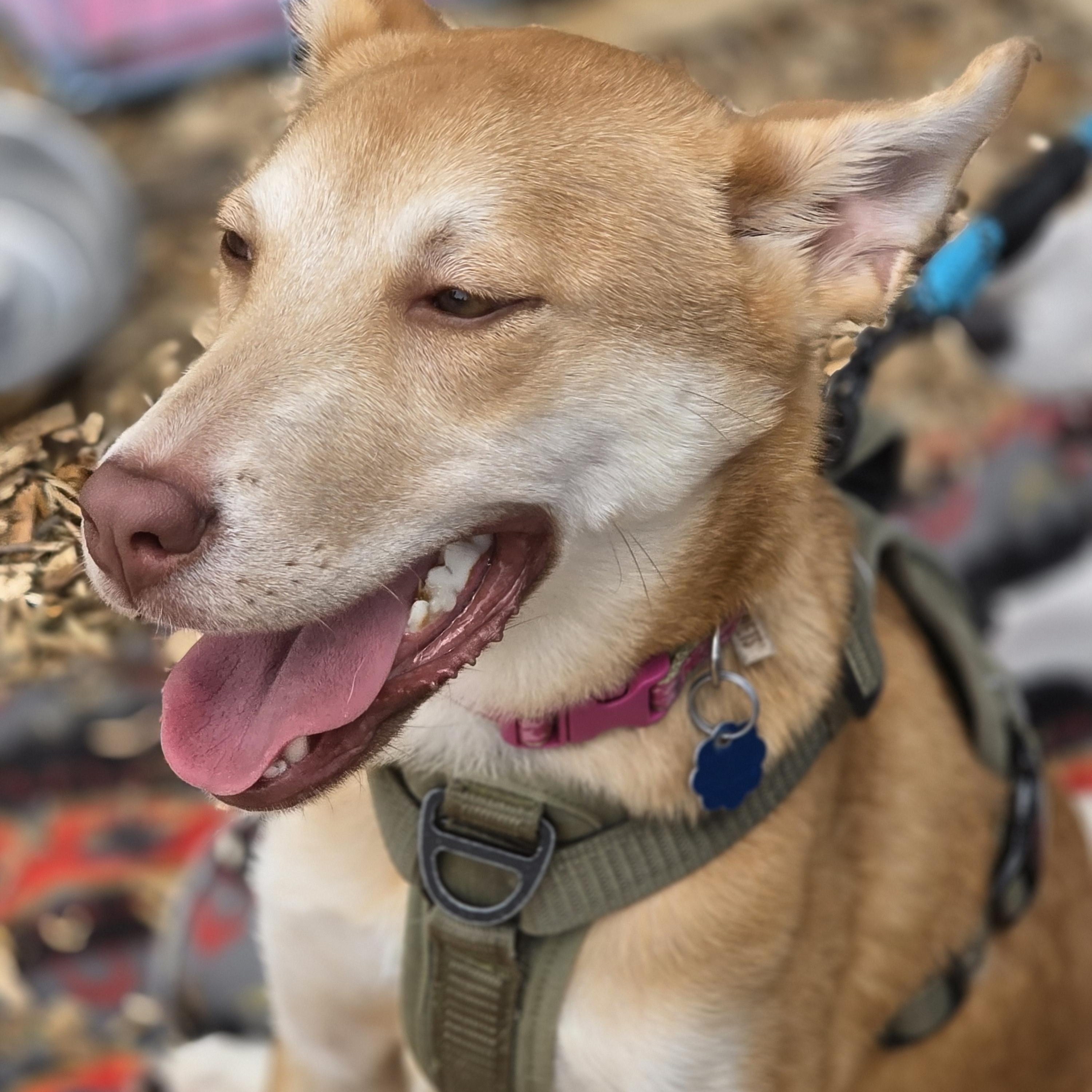 Kodiak, an adoptable German Shepherd Dog, Labrador Retriever in White Bear Lake, MN, 55110 | Photo Image 6