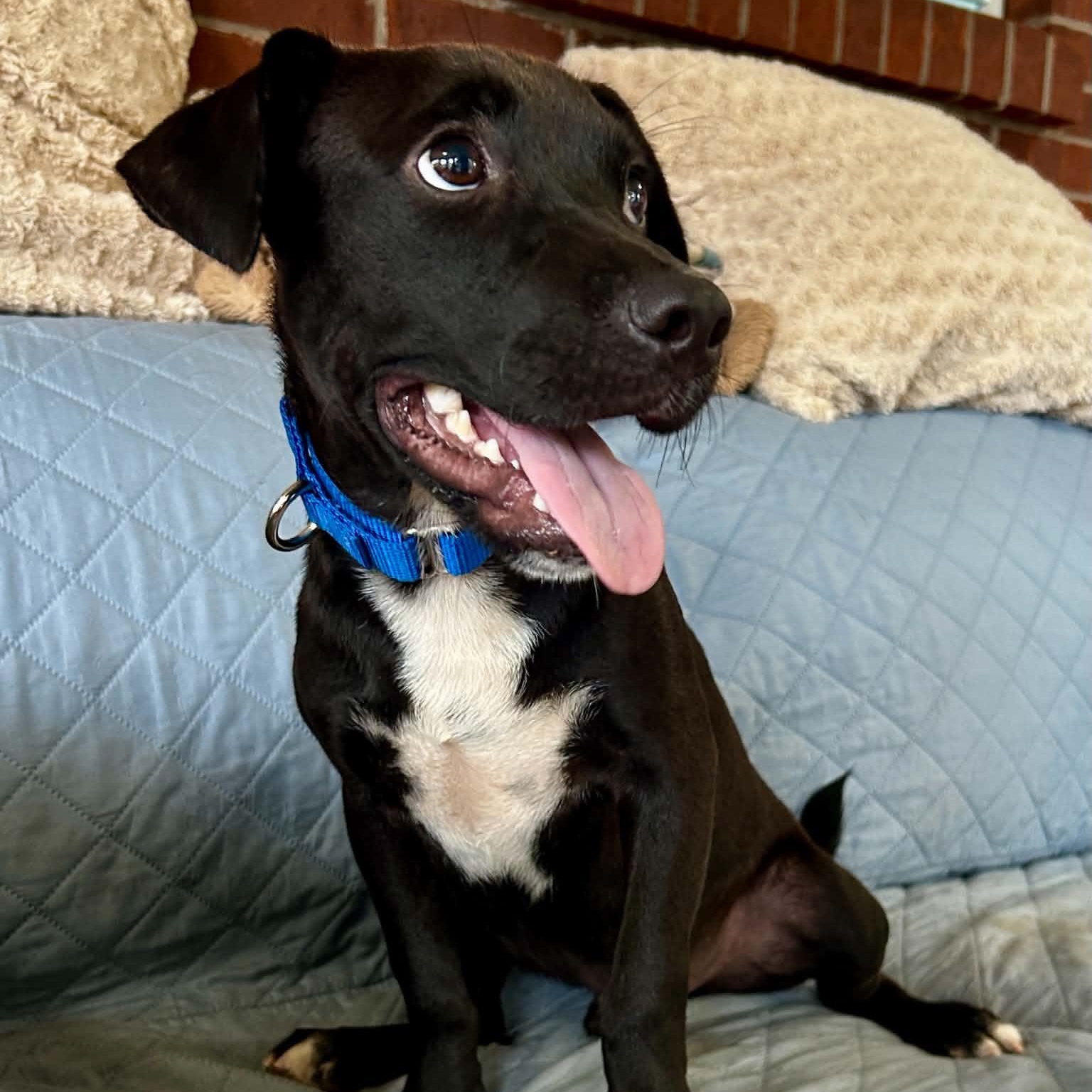 Enlarge Cohen, a ADOPTABLE mixed breed in Somers, CT image 4/6
