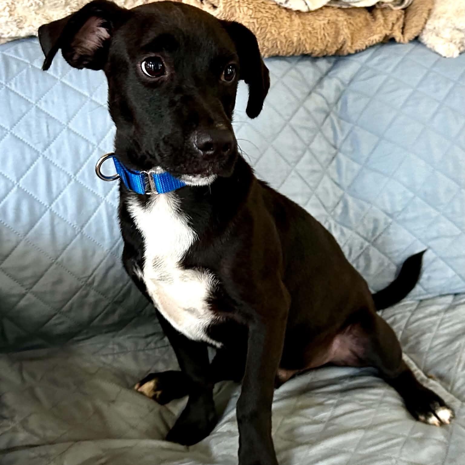 Enlarge Cohen, a ADOPTABLE mixed breed in Somers, CT image 5/6