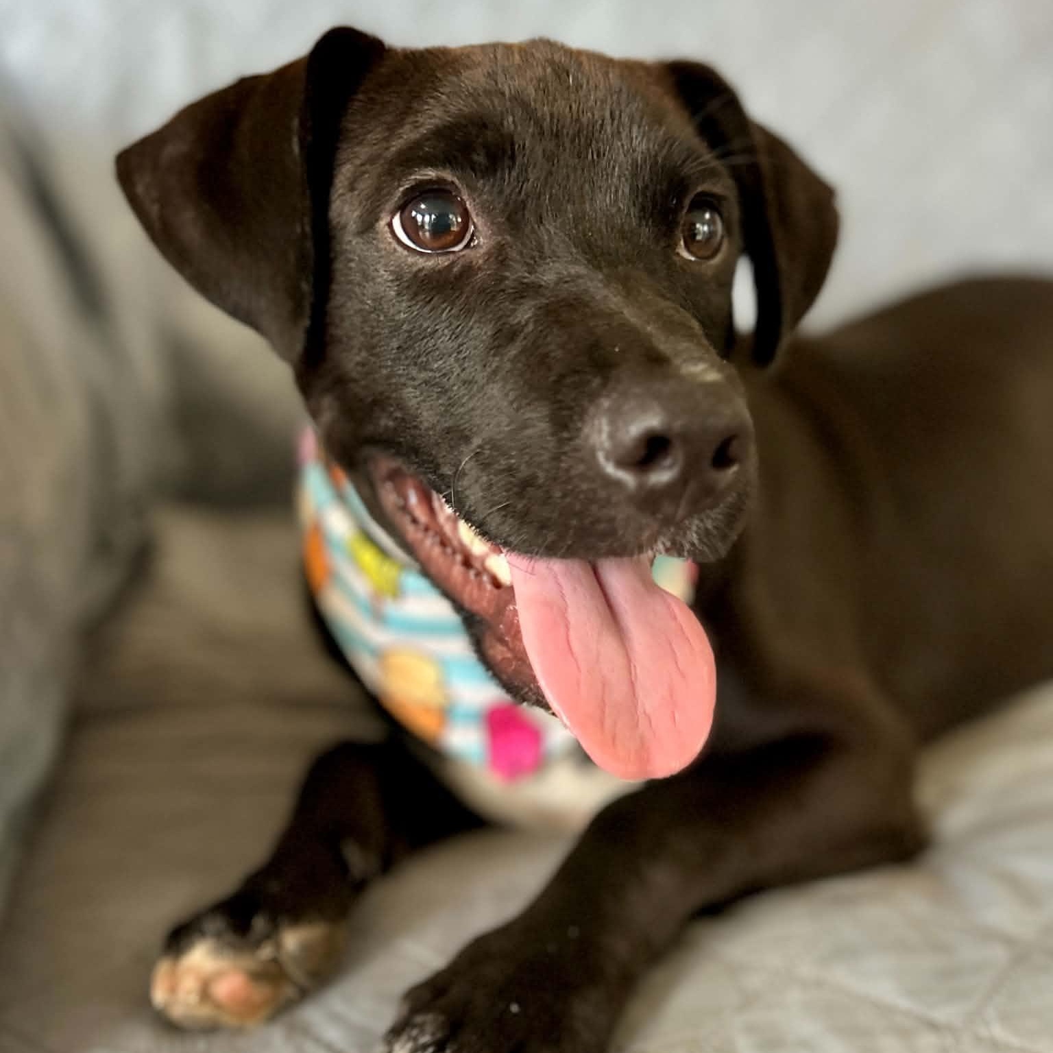 Enlarge Cohen, a ADOPTABLE mixed breed in Somers, CT image 1/6