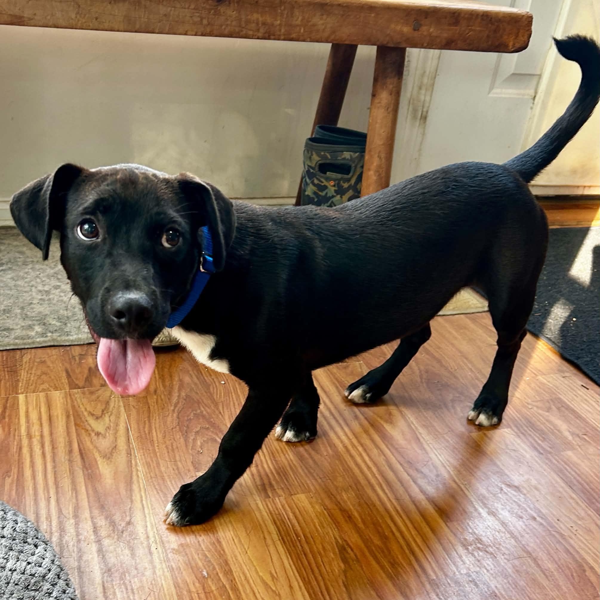 Enlarge Cohen, a ADOPTABLE mixed breed in Somers, CT image 2/6