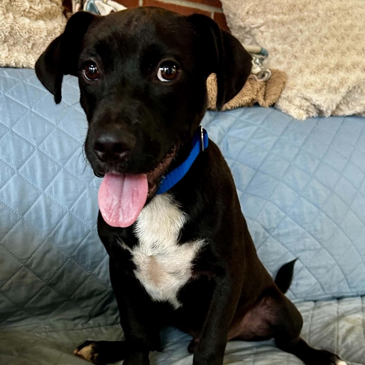 Enlarge Cohen, a ADOPTABLE mixed breed in Somers, CT image 3/6
