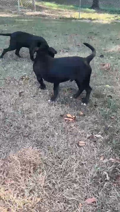 Enlarge Cohen, a ADOPTABLE mixed breed in Somers, CT video 6/6