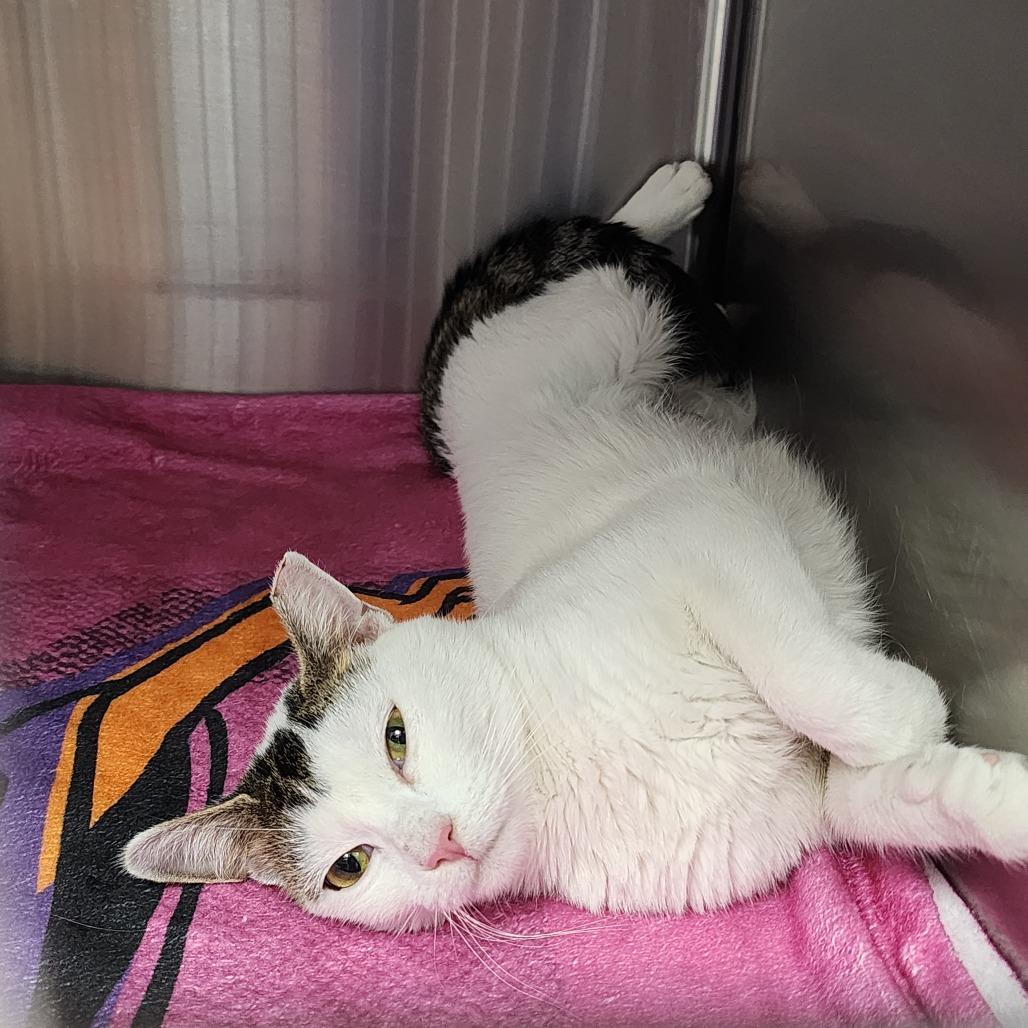 Sassy, Adoptable, Adult Female Domestic Short Hair.