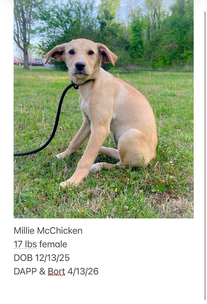 Millie McChicken, Adopted, Puppy Female Mixed Breed.