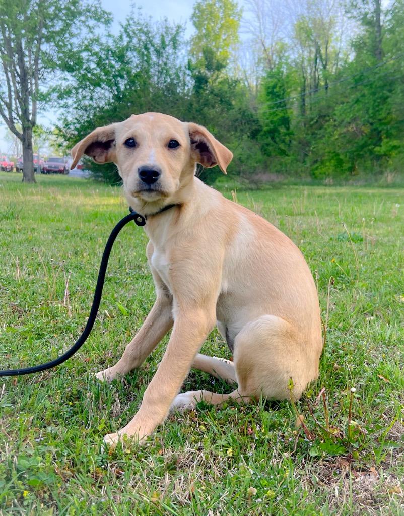 Enlarge Millie McChicken, a Adopted mixed breed in Murray, KY image 4/6