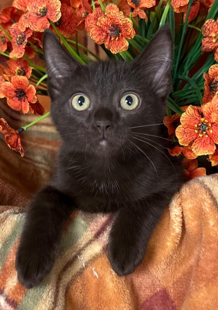 5/26/26 Medusa, Adoptable, Kitten Female Domestic Short Hair.