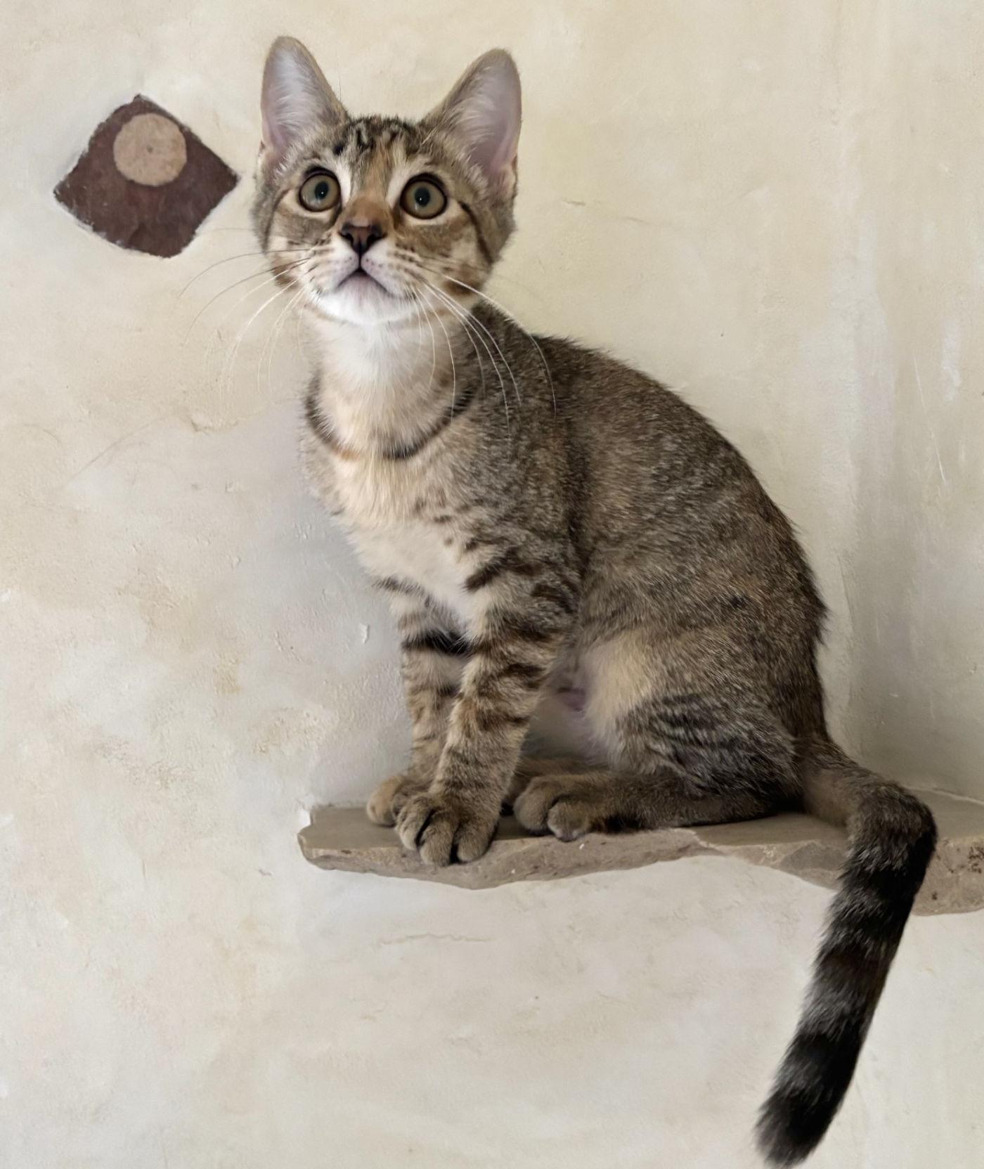 Margo, a ADOPTABLE mixed breed in Manitou Springs, CO image 2/6