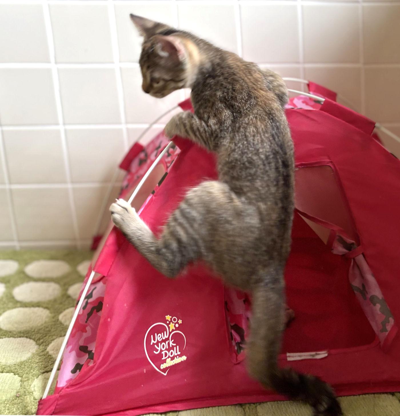 Margo, a ADOPTABLE mixed breed in Manitou Springs, CO image 6/6