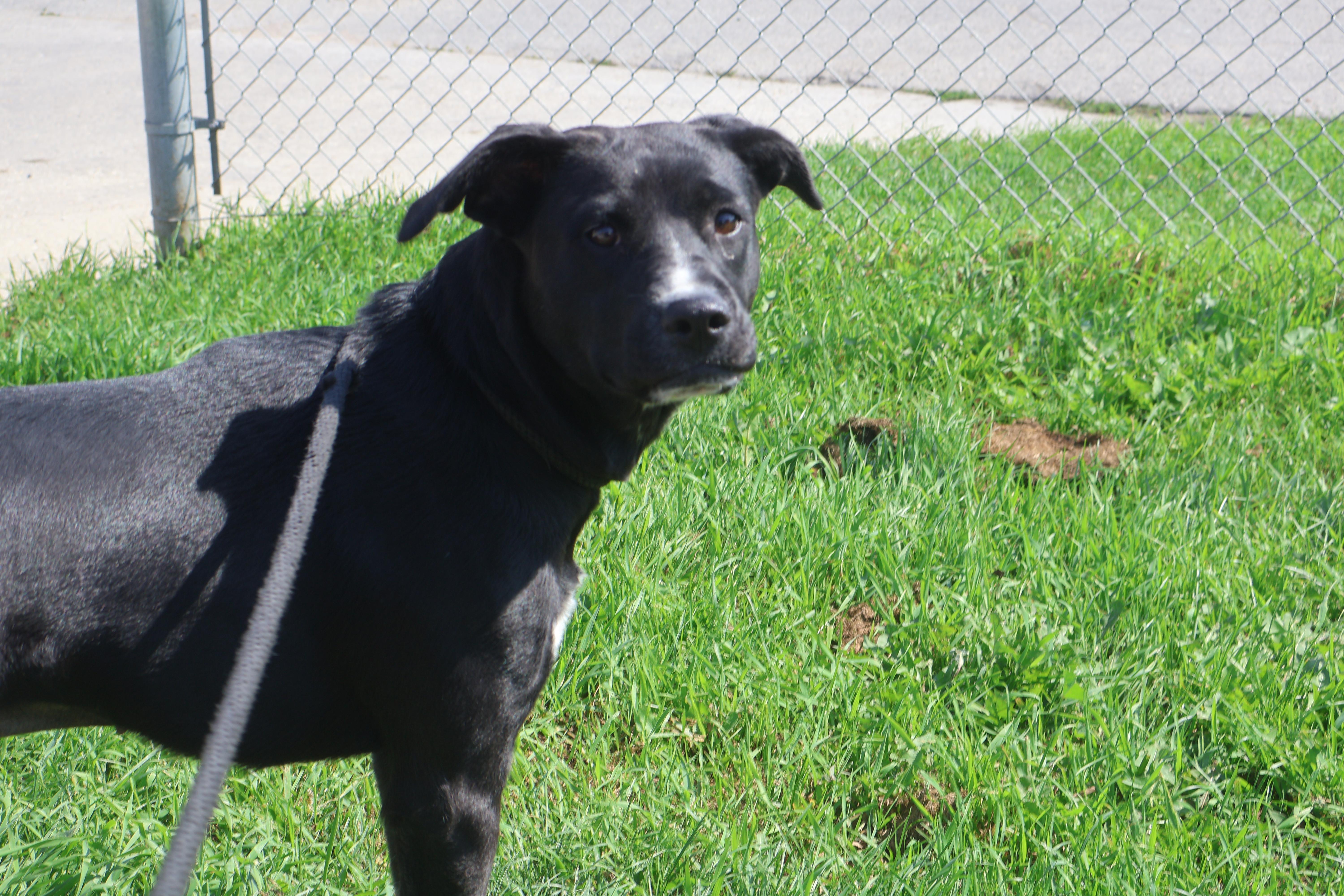 Missy, an adoptable Black Labrador Retriever in Winnipeg, MB, R3E 3N8 | Photo Image 2