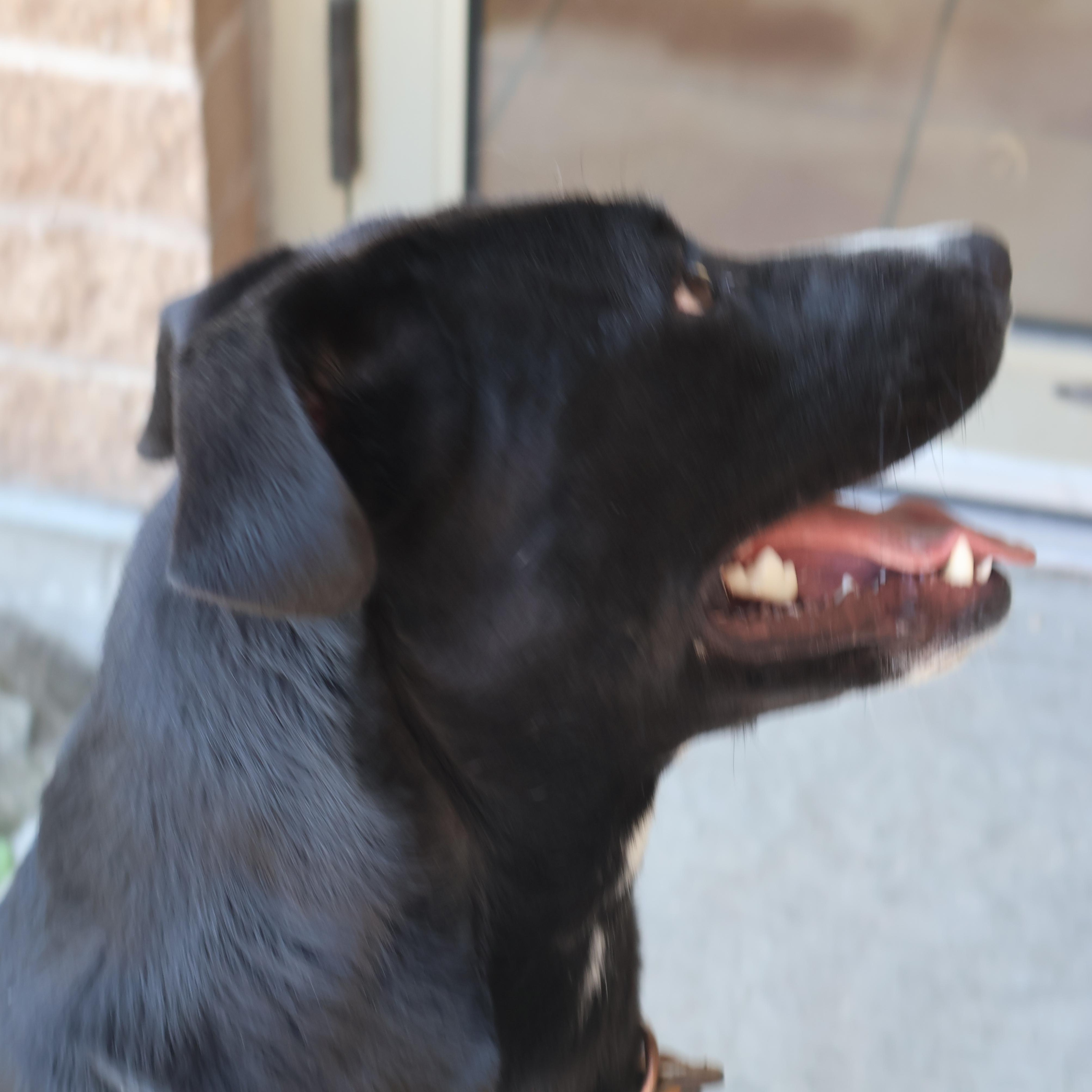 Missy, an adoptable Black Labrador Retriever in Winnipeg, MB, R3E 3N8 | Photo Image 3