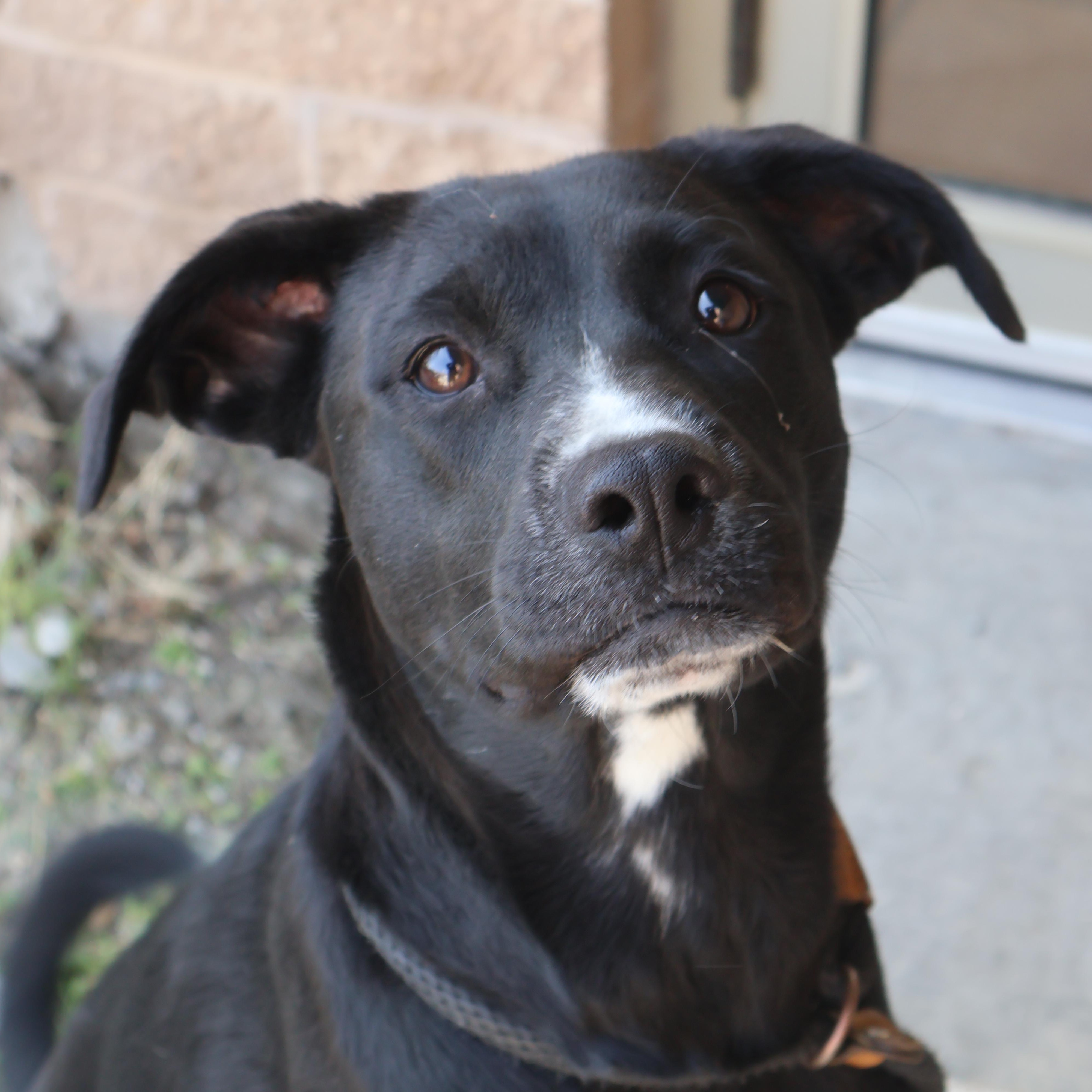 Missy, an adoptable Black Labrador Retriever in Winnipeg, MB, R3E 3N8 | Photo Image 1