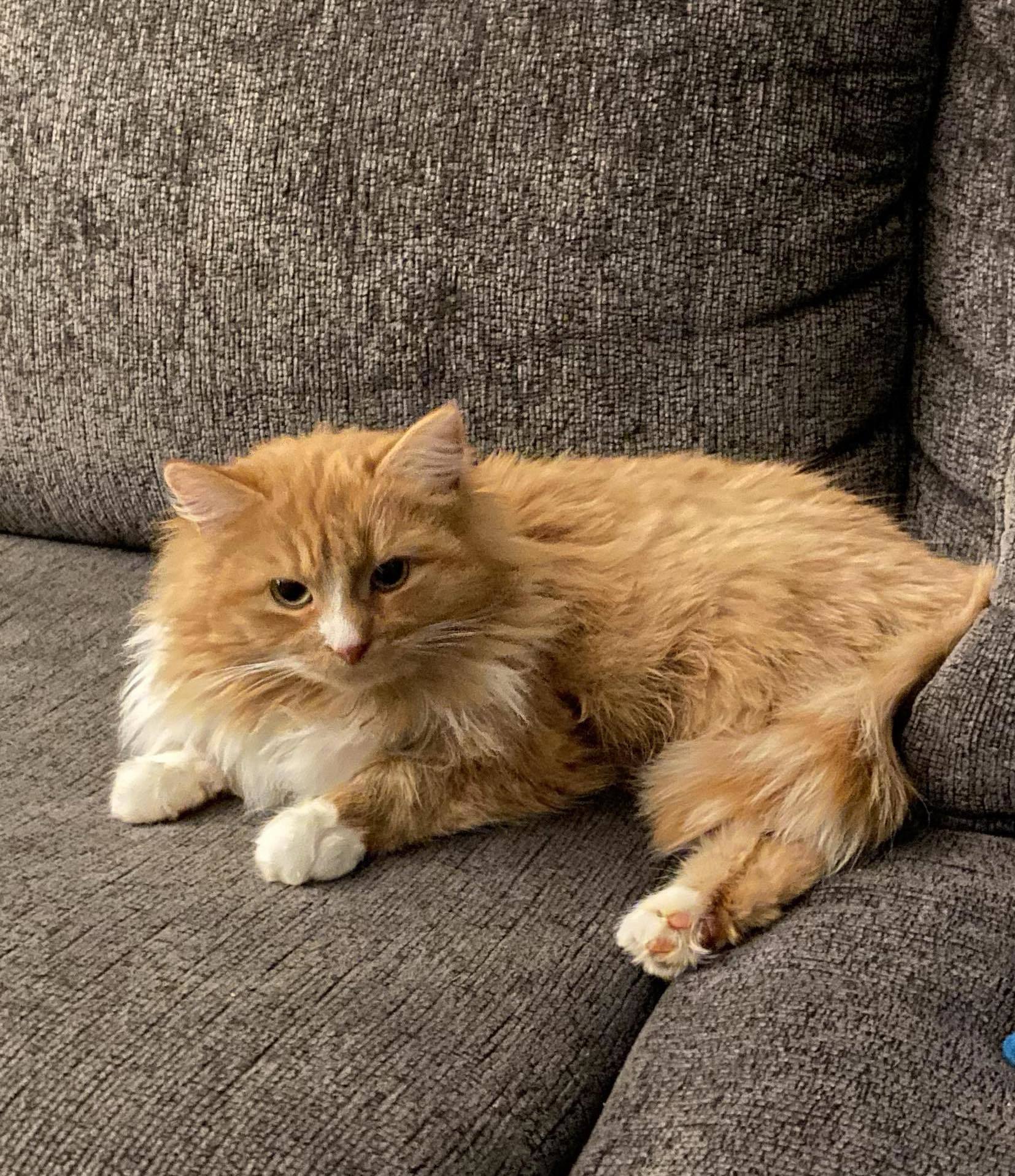 MIMI, Adopted, Young Female Domestic Long Hair.