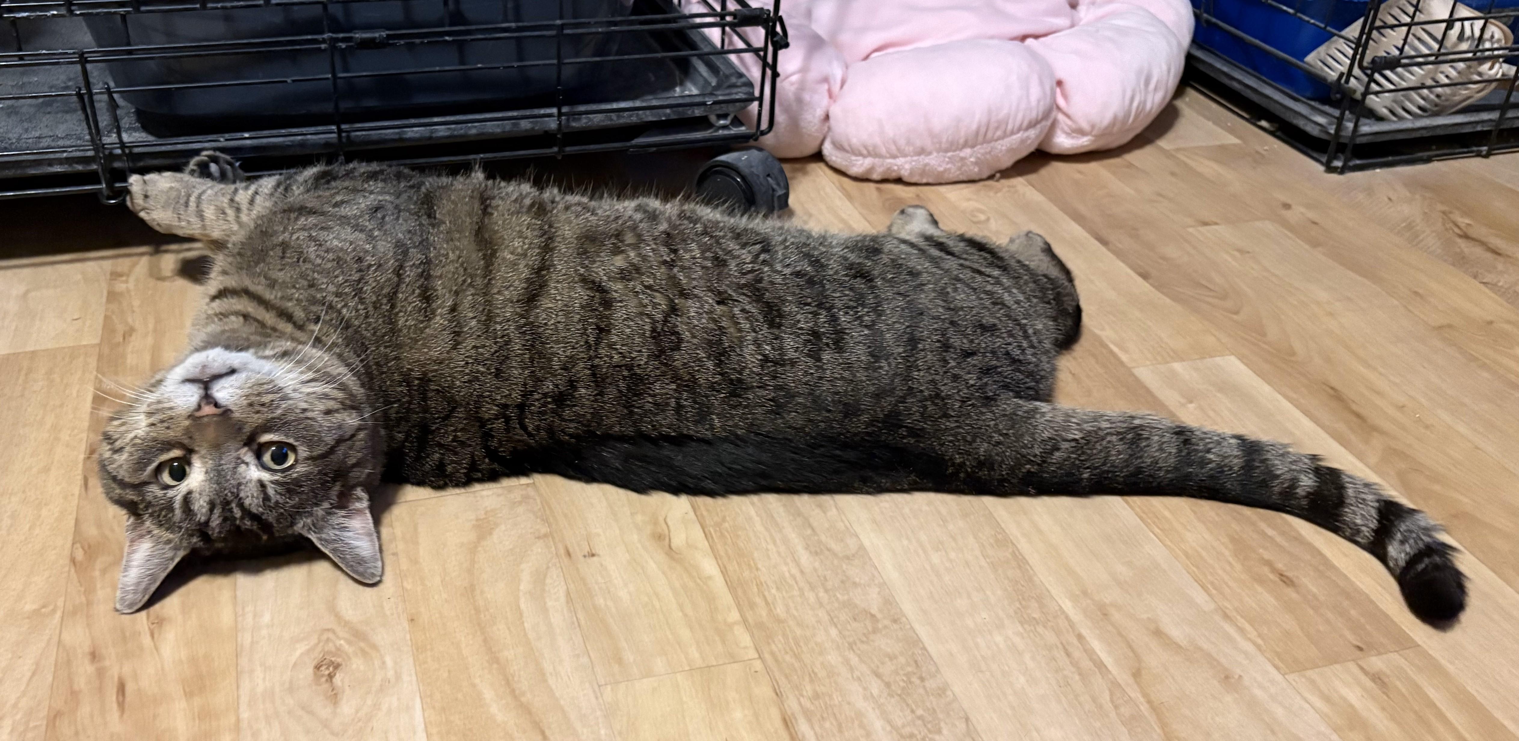 Enlarge Baymax, a ADOPTABLE Tabby in Indianapolis, IN image 5/5