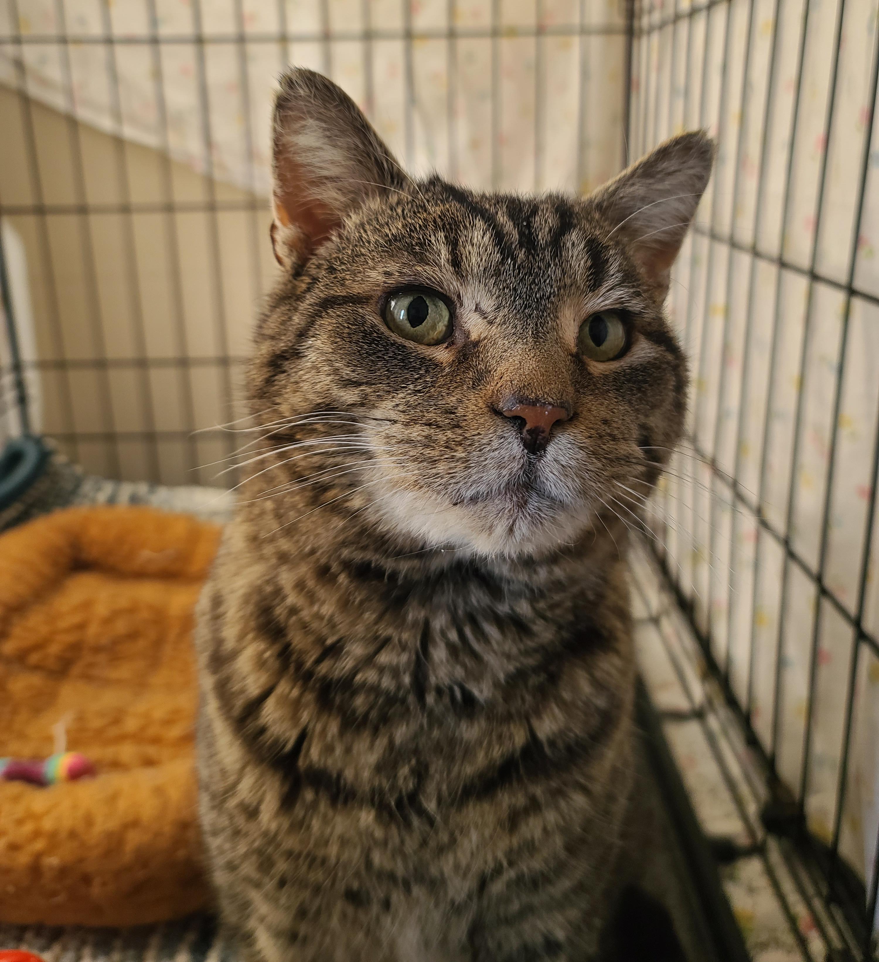 Enlarge Baymax, a ADOPTABLE Tabby in Indianapolis, IN image 2/5