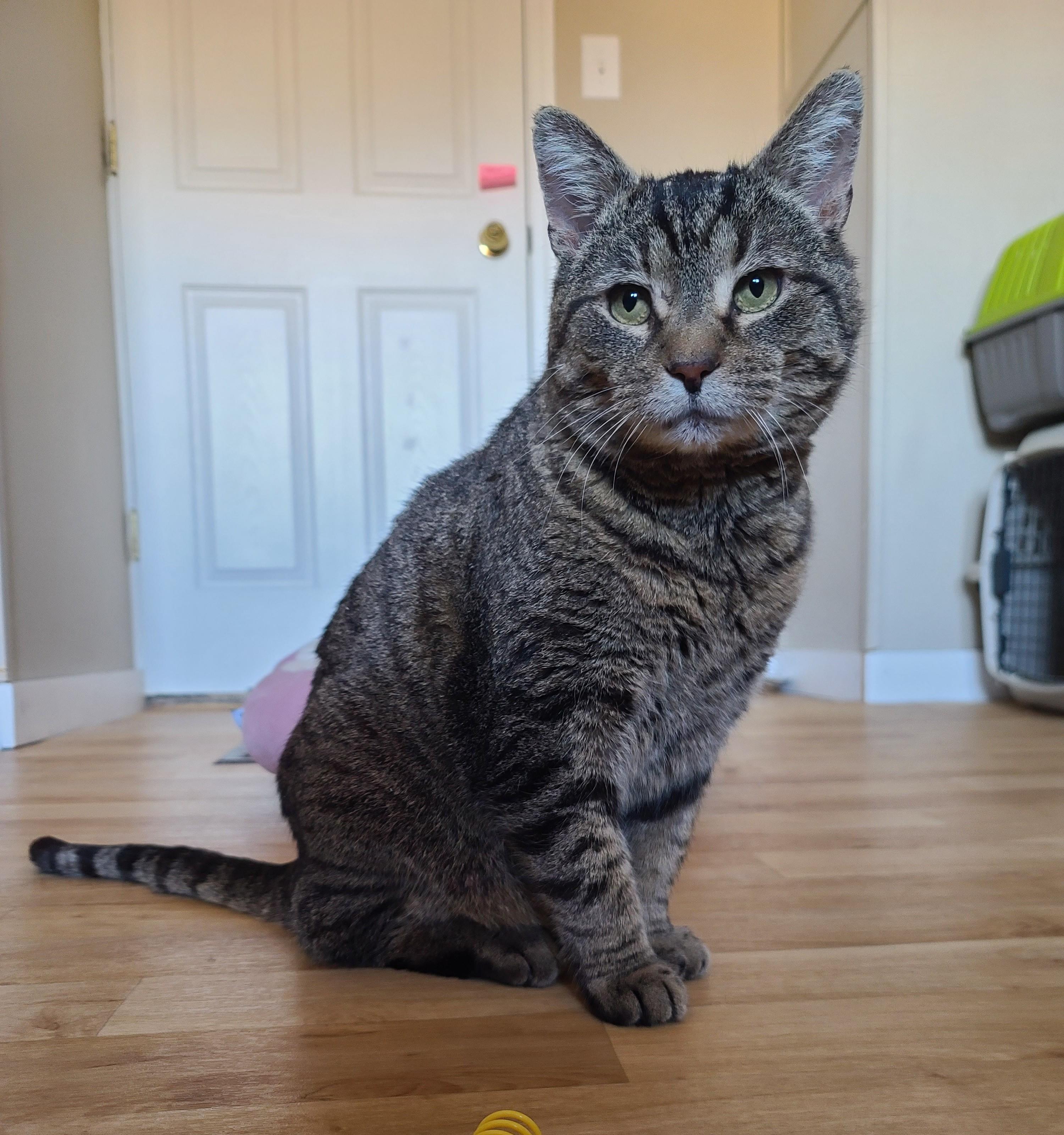 Enlarge Baymax, a ADOPTABLE Tabby in Indianapolis, IN image 3/5