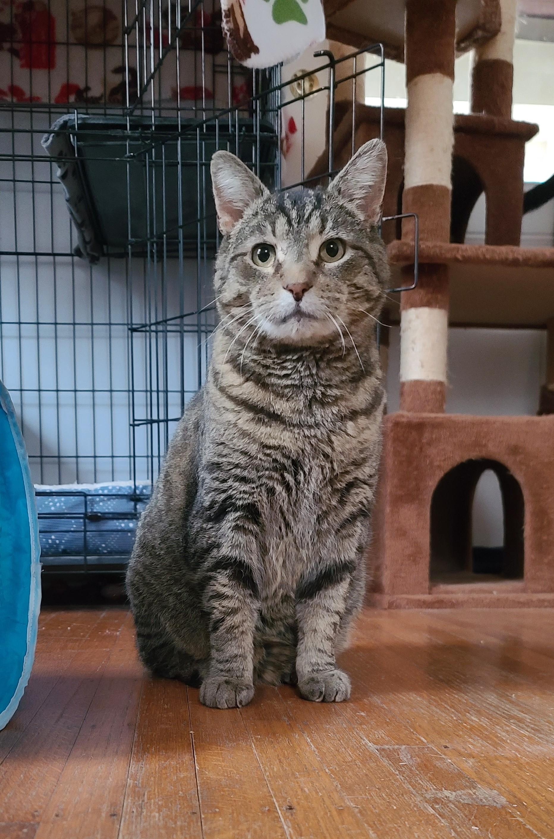 Enlarge Baymax, a ADOPTABLE Tabby in Indianapolis, IN image 4/5
