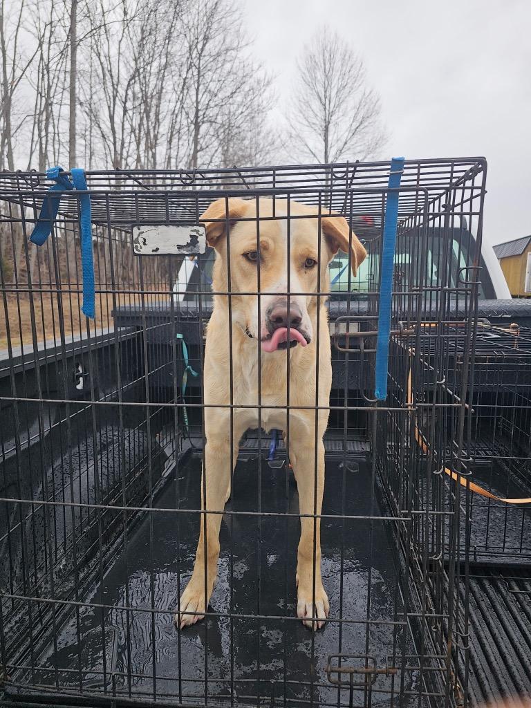 Old Yeller, Adoptable, Adult Male Mountain Cur.