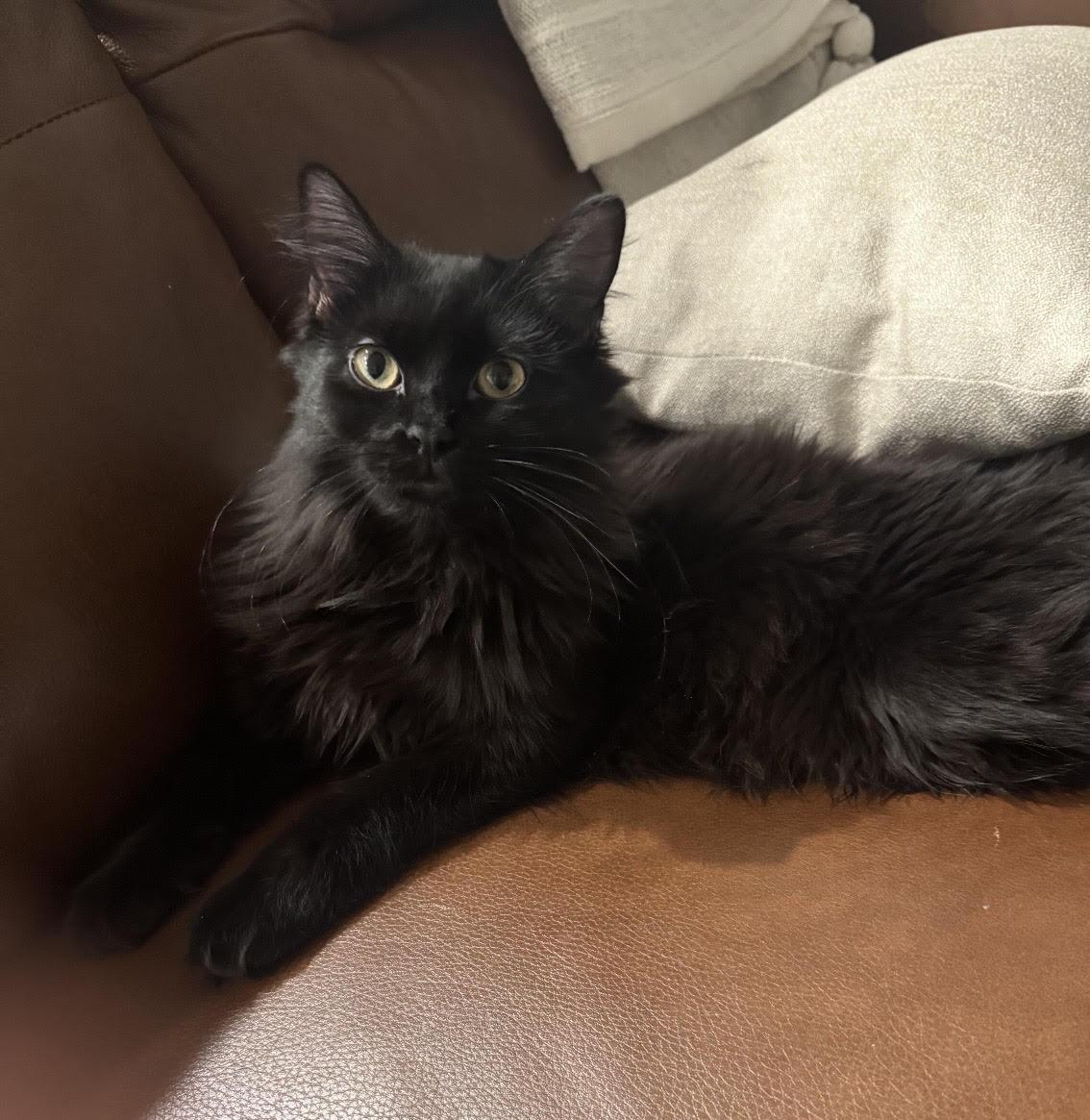 Enlarge Leslie, a ADOPTABLE Domestic Long Hair in Las Vegas, NV image 1/3