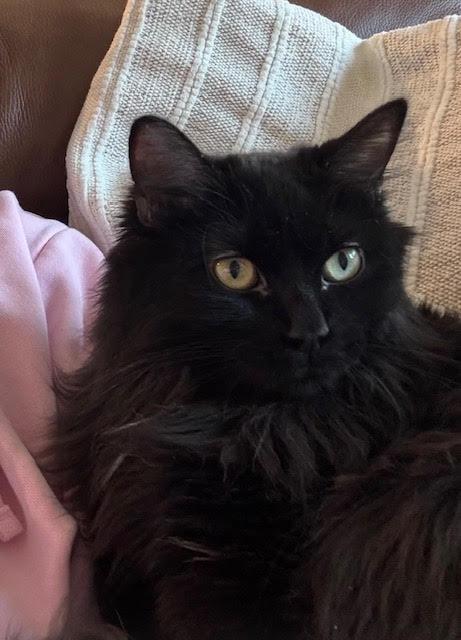 Enlarge Leslie, a ADOPTABLE Domestic Long Hair in Las Vegas, NV image 2/3