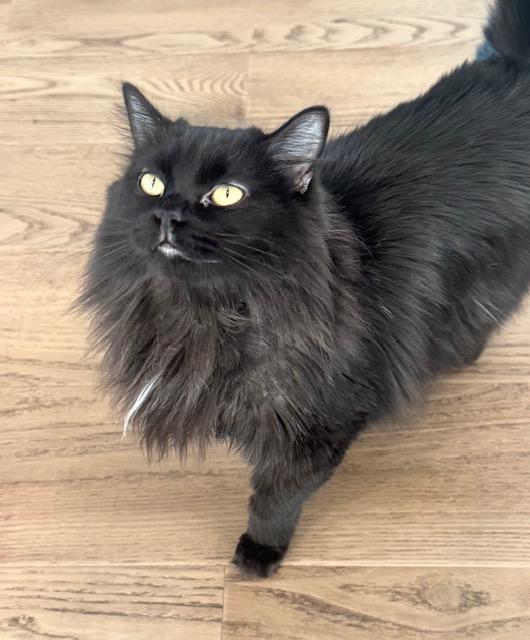 Enlarge Leslie, a ADOPTABLE Domestic Long Hair in Las Vegas, NV image 3/3