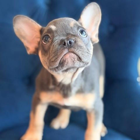Enlarge Biscuit Malone, a Adoptable French Bulldog in Northbrook, IL image 1/2
