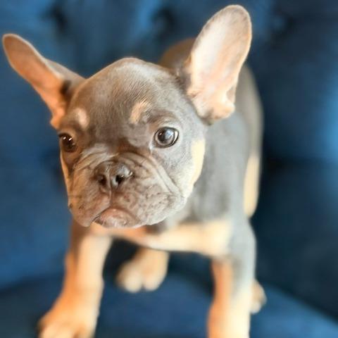 Enlarge Biscuit Malone, a Adoptable French Bulldog in Northbrook, IL image 2/2