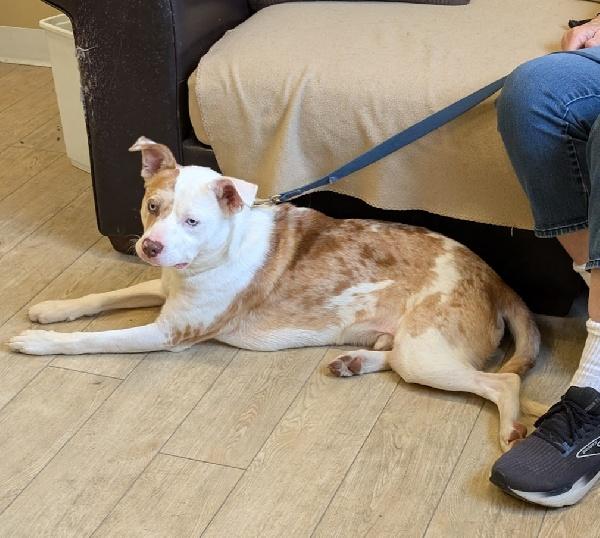 Sonny, ADOPTABLE, Young Male Cattle Dog.