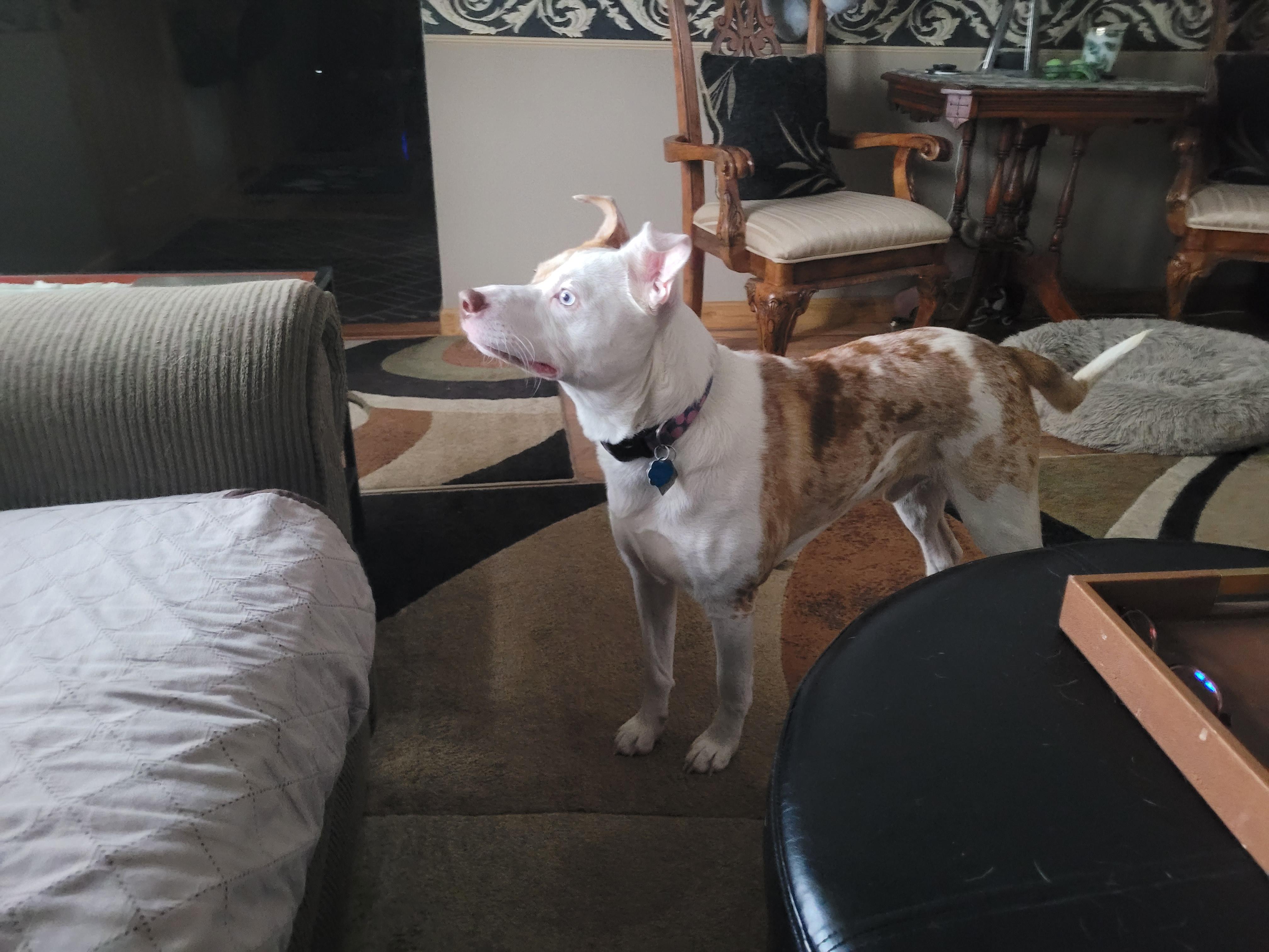 Enlarge Sonny, a ADOPTABLE mixed breed in Aurora, IL image 2/4