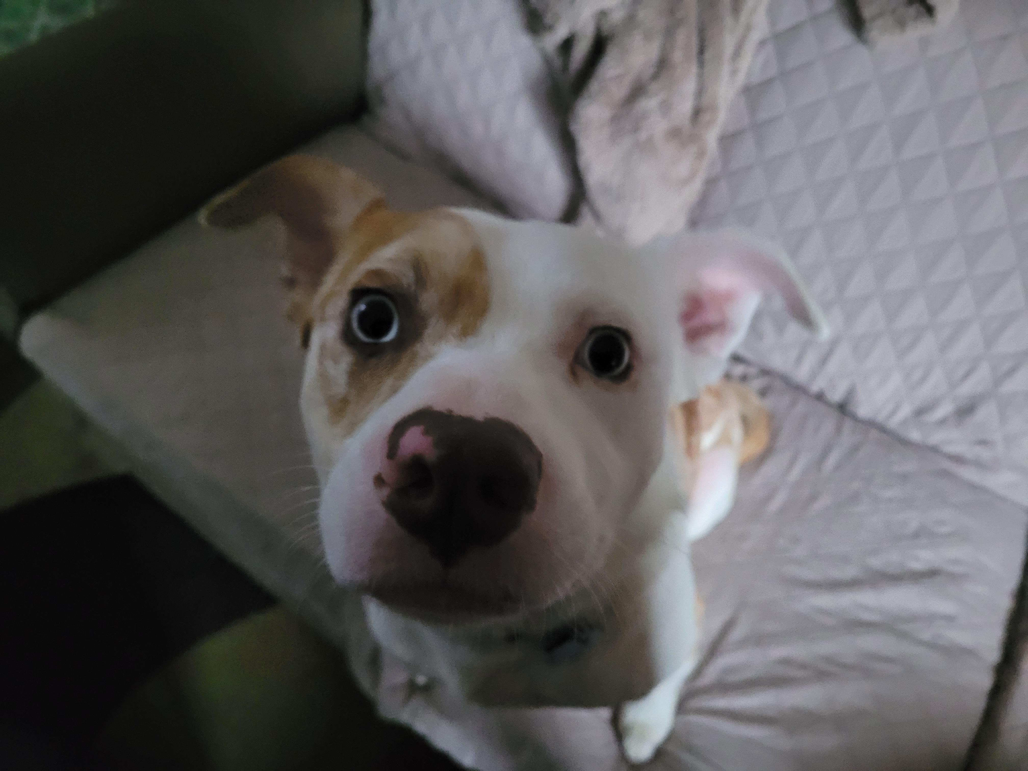 Enlarge Sonny, a ADOPTABLE mixed breed in Aurora, IL image 3/4