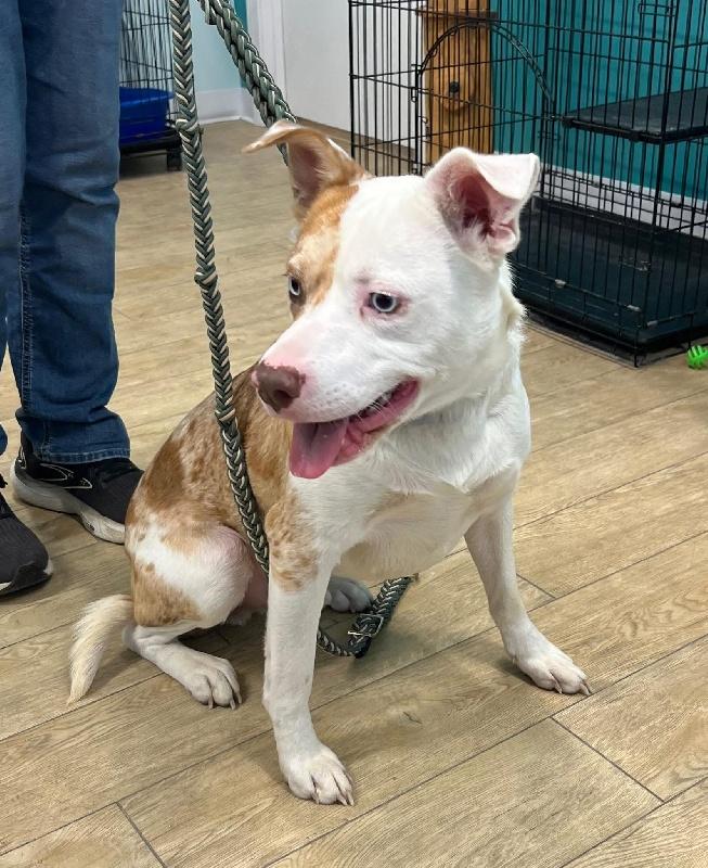 Enlarge Sonny, a ADOPTABLE mixed breed in Aurora, IL image 4/4