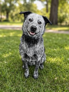 Bluey, ADOPTABLE, Adult Male Australian Cattle Dog / Blue Heeler.