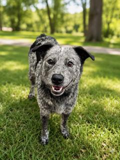 Bluey, a ADOPTABLE Australian Cattle Dog / Blue Heeler in Clinton, UT image 2/2