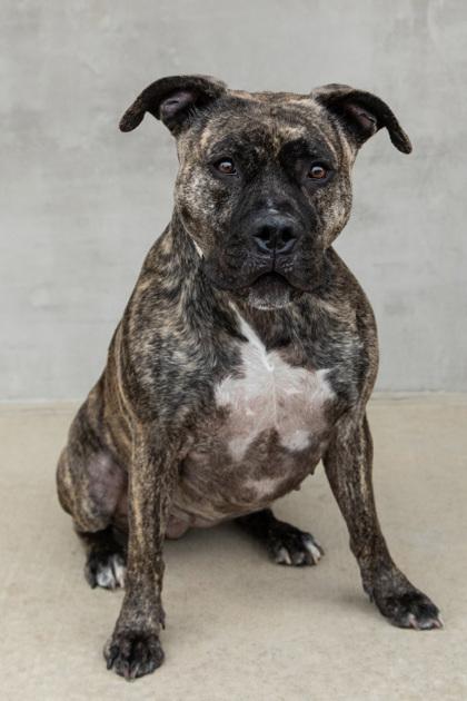 Kehlani, Adoptable, Adult Female Mixed Breed & Mixed Breed.