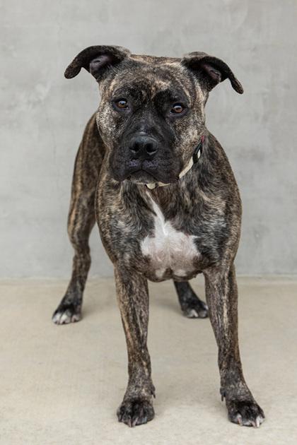 Kehlani, a Adoptable mixed breed in Longmont, CO image 2/3