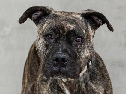 Kehlani, a Adoptable mixed breed in Longmont, CO image 3/3