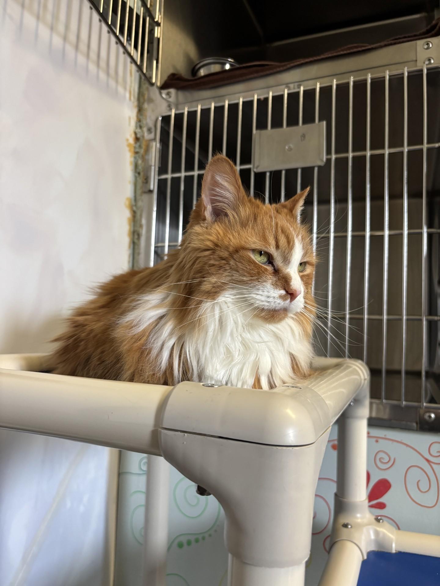 Enlarge Crystal, a ADOPTABLE Domestic Long Hair in Port Perry, ON image 2/2