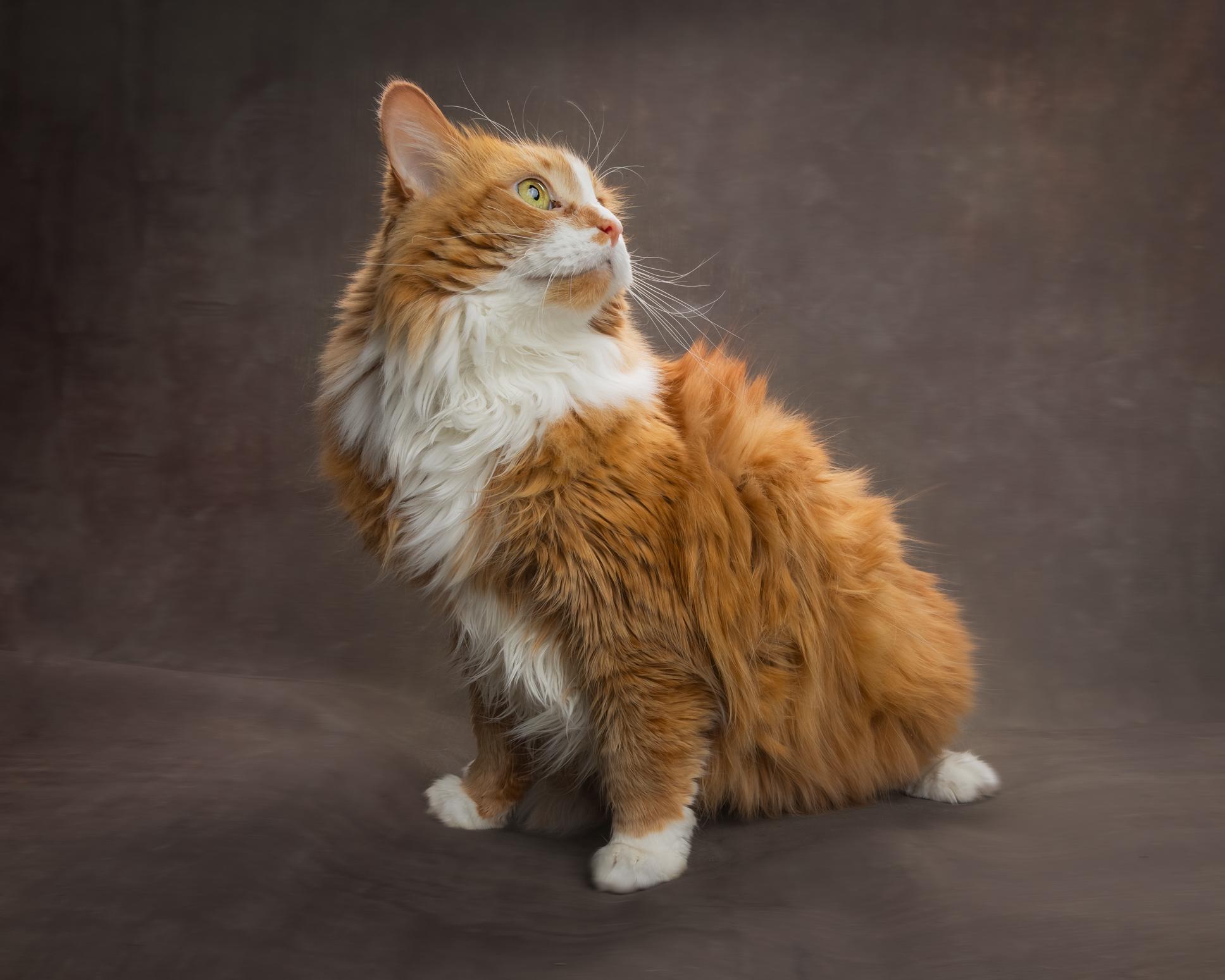 Crystal, ADOPTABLE, Adult Female Domestic Long Hair.