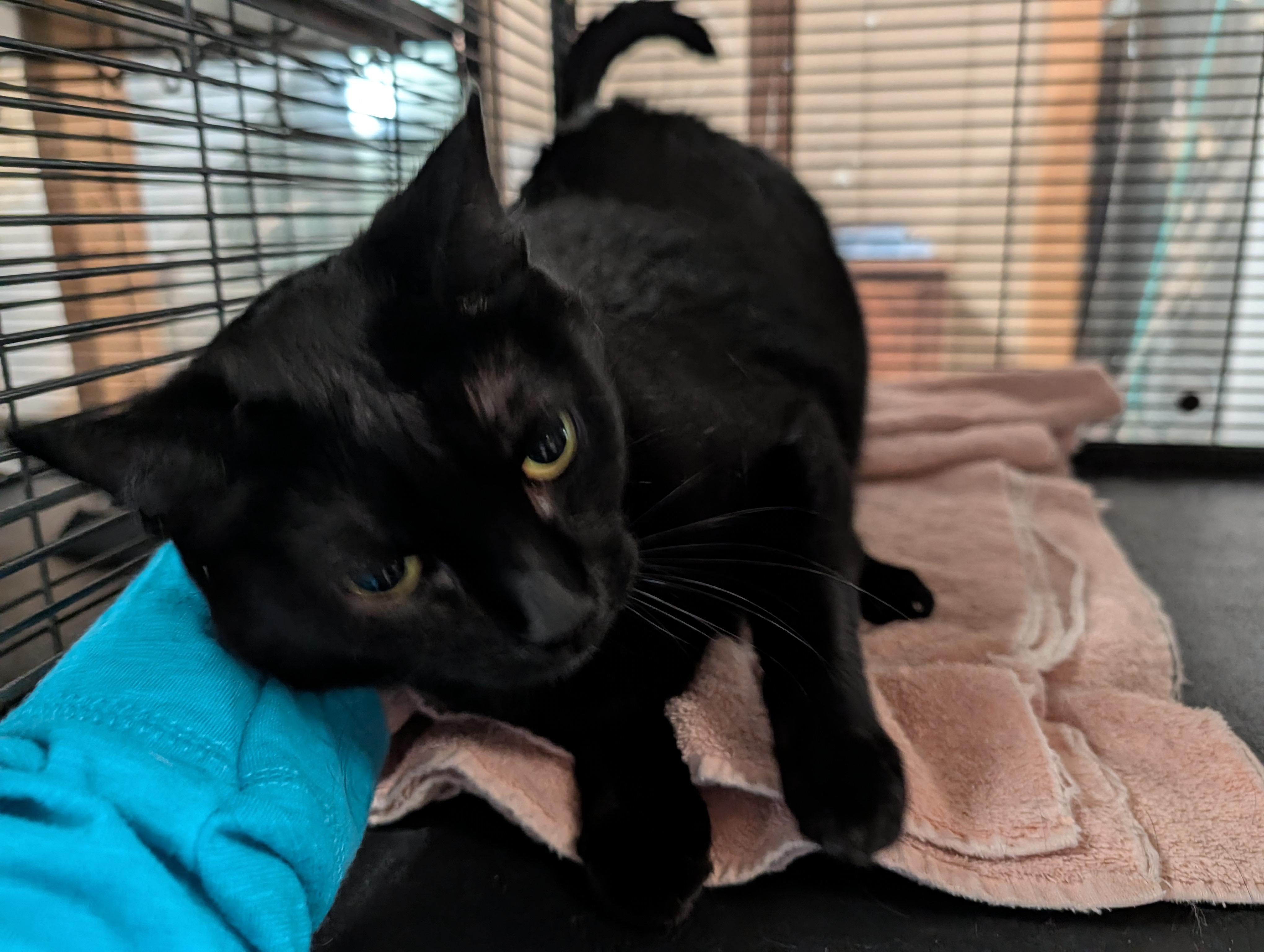 Delilah, a ADOPTABLE Domestic Short Hair in Fischer, TX image 2/2